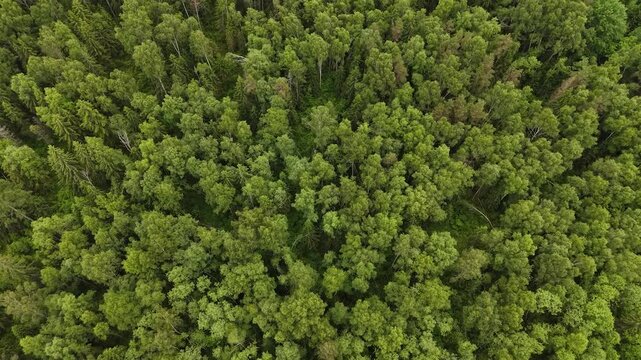 Drone view looking straight down over dense green forest canopy, showing mixed trees, layered foliage, natural textures, and lush woodland biodiversity.