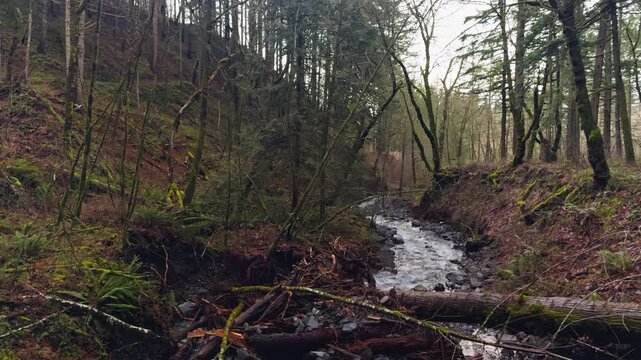 Forest stream curving through wooded ravine with fallen log crossing, floodplain flash flooding zone