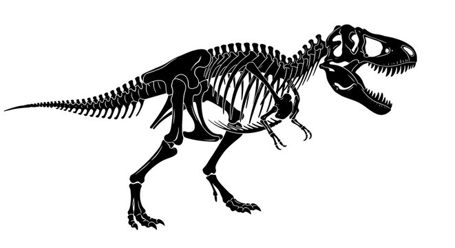 Detailed illustration of a tyrannosaurus rex skeleton against a clean white background for scientific or educational use