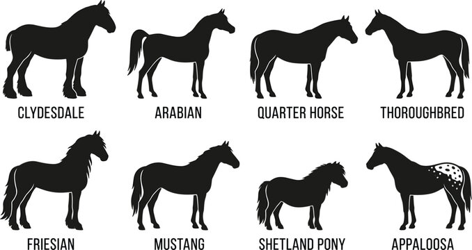 Horse Breed Silhouette Vector Set Featuring Clydesdale Arabian Quarter Horse Thoroughbred Friesian Mustang Shetland Pony and Appaloosa Icons
