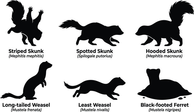 North American Skunk and Weasel Family Silhouette Vector Set Featuring Striped Spotted Hooded Skunk Weasel and Ferret Icons