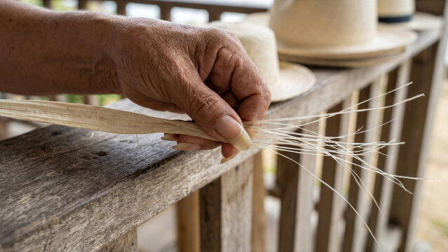 Ecuadorian panama hat weaver splitting dried jipijapa palm fibers fingernail steady hands