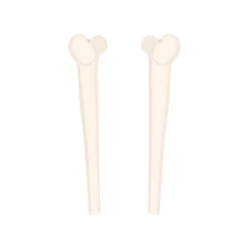 Two light beige long bones with rounded ends