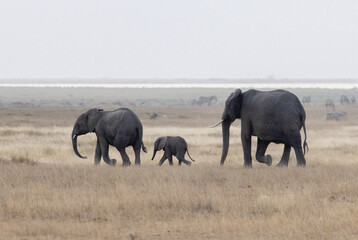 Fototapeta premium Baby African Elephant in Amboseli National Park in Africa Kenya