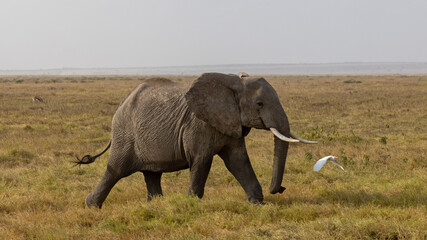 Fototapeta premium An African bush elephant bull walks across the grasslands of Amboseli National Park, Kenya.
