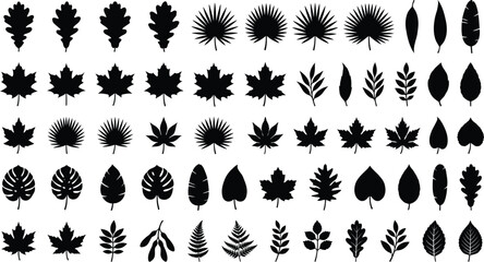 Collection of black silhouette leaf including oak, maple, palm, and fern shapes white nature © GR Graphics