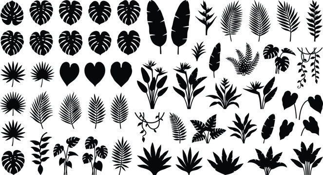 Collection of black silhouette tropical leaves and plants on white background, black and white monstera