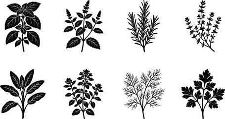 Black Culinary Herb Silhouette Collection Featuring Basil Mint Rosemary Thyme Sage Dill Parsley and Oregano Vector Set © SHOJEB