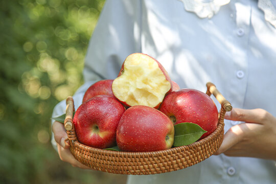 Fresh Red Fuji Apples in Wicker Basket Display - Healthy Fruit Still Life