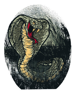 Fierce cobra snake illustration in vintage etching style