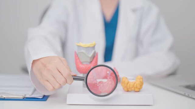 Doctor with human Thyroid anatomy model. Hyperthyroidism, Hypothyroidism, Hashimoto Thyroiditis, Thyroid Tumor and Cancer, Postpartum, Papillary Carcinoma and Health concept