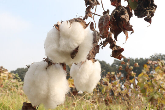 peruvian pima cotton on tree in farm
