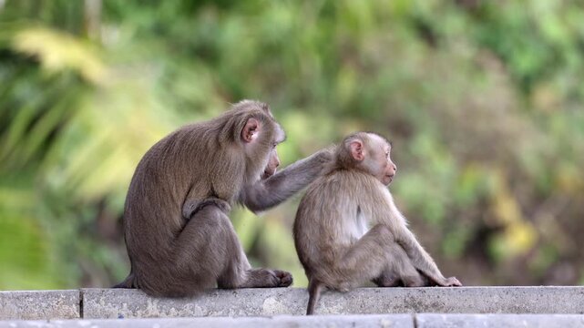 Northern pig-tailed macaque with healed broken arm gently grooms its baby in nature  park, intimate maternal moment highlights resilience, parental care, and strong social bonds of wild primates