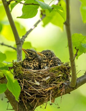 Two fledgling birds in a woven nest