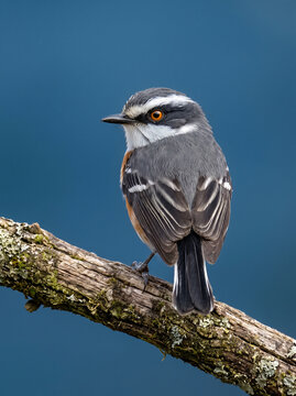 Cape Batis perched on a lichen-covered branch, displaying its distinctive plumage and vivid orange eye against a smooth blue background.