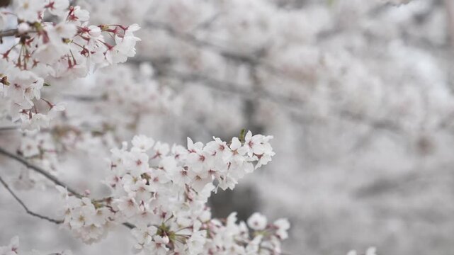 blooming cherry tree