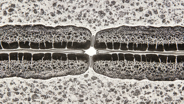A raw transmission electron micrograph (TEM) of a tight junction between two epithelial cells, displaying characteristic close membrane apposition and sealing strand structures.