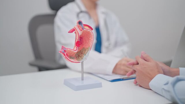 Doctor with Gastric anatomy model. Gastroenterologist consultation, stomach diseases and ulcers, November stomach cancer, Gastroesophageal Reflux Disease, GERD, Acid reflux and healthcare medical
