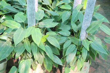 Philodendron hastatum, Philodendron Silver Sword plant on farm © CMYK MAKER