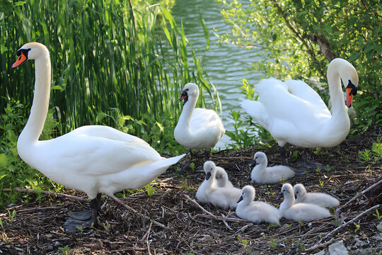 A Family of Swans with Cygnets Nestled by the Waters Edge.