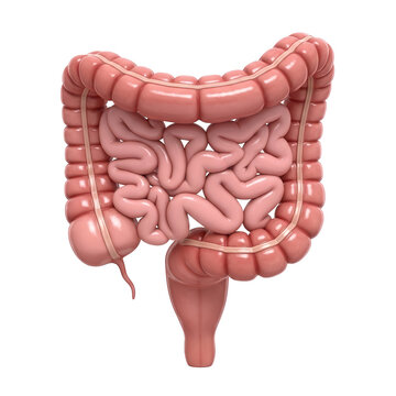 Anatomical human intestine 3D illustration, medical digestive system model, pink colon and small bowel on white background