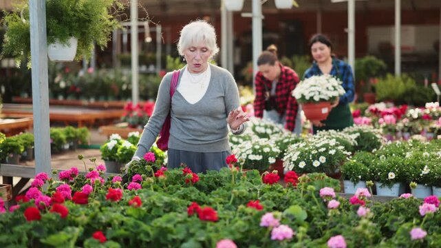 Elderly woman buyer chooses geranium in pot in flower shop