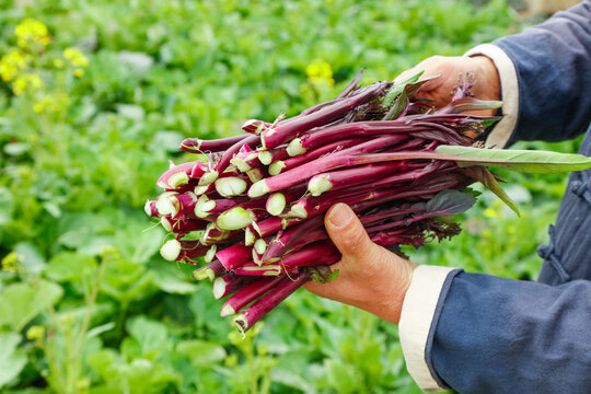 Fresh Red Ramps Wild Leeks Bundle Held in Hands Outdoor Garden Organic Vegetable Harvest