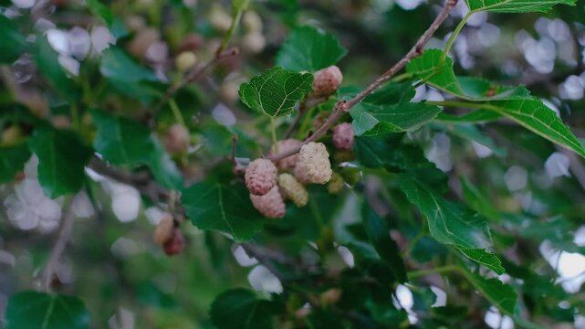 Ripe White Mulberries on the Branch: Sweet Summer Harvest