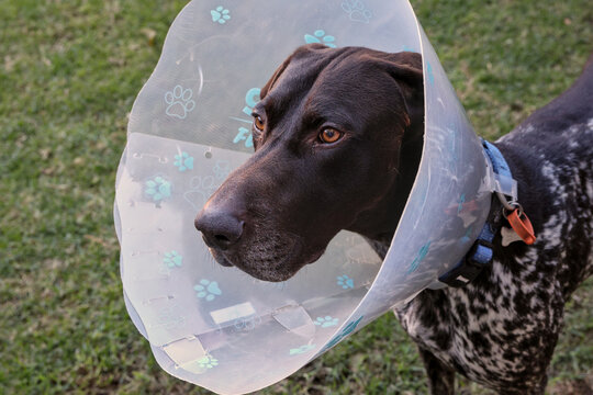 GSP dog wearing recovery cone, also known as pet cone, Elizabethan collar, E collar, buster collar, or pet ruff, to prevent licking, biting, and scratching wounds after veterinary medical surgery