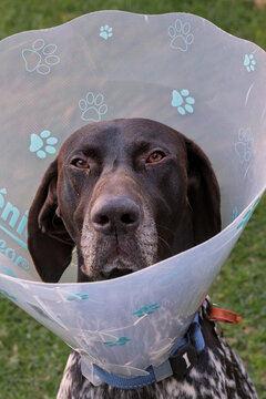 GSP dog wearing recovery cone, also known as pet cone, Elizabethan collar, E collar, buster collar, or pet ruff, to prevent licking, biting, and scratching wounds after veterinary medical surgery