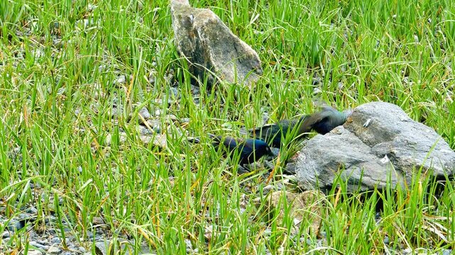 Common grackles with glossy, iridescent plumage and other birds searching for food among tall green grass and rocks on a sunny day