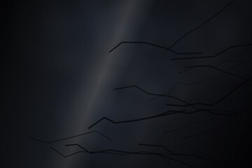 Dark tree branches silhouette against cloudy sky © sih