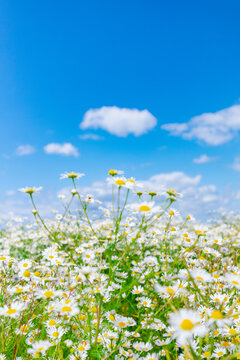 Beautiful spring-summer natural pastoral landscape with a flowering field of daisies in the grass, under a blue sky with clouds.