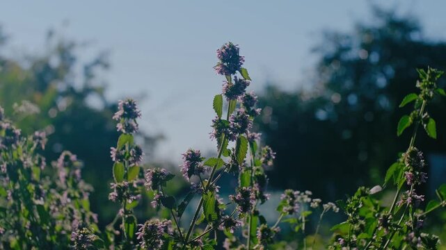 landscape from Moldova