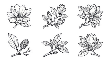 Detailed illustrations of magnolia flowers. © hakimi