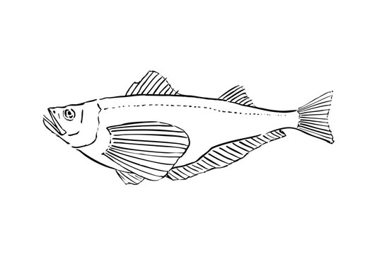 Hand Drawn Sailfin Sandfish Line Art Illustration