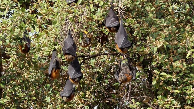 Large colony of grey-headed flying foxes (Pteropus poliocephalus) hanging in a tree during the day, South Australia