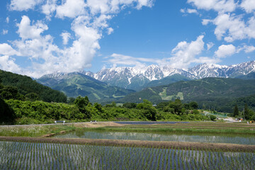 残雪の北アルプスと水田　長野県白馬村　野平 © RATM