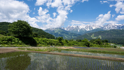 残雪の北アルプスと水田　長野県白馬村　野平 © RATM