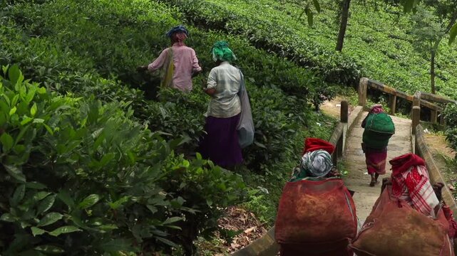 Dibrugarh, Assam, India &ndash; 27 July 2026: Tea plantation workers carry baskets of freshly harvested tea leaves across a footbridge while others continue plucking leaves in a lush tea estate