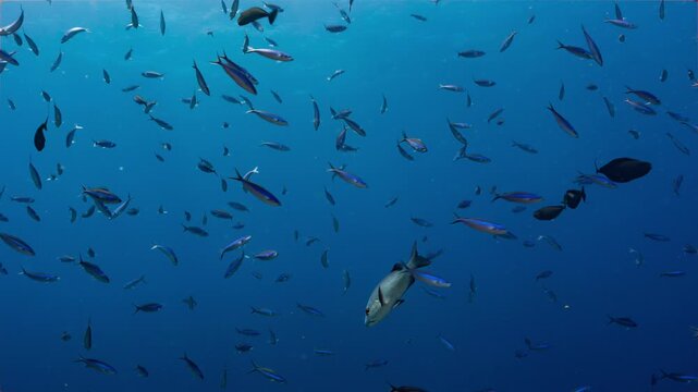 Thousands of small fish swim and feed in tropical blue water
