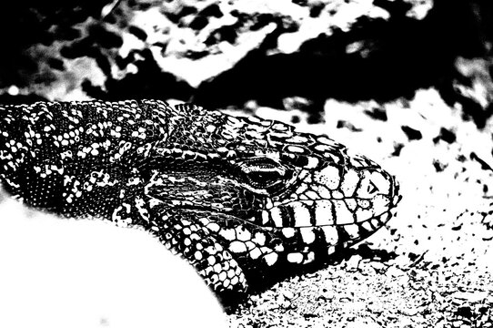 Echsenkopf im harten Schwarz-Wei&szlig;-Kontrast &ndash; Grafische Reptilien-Illustration