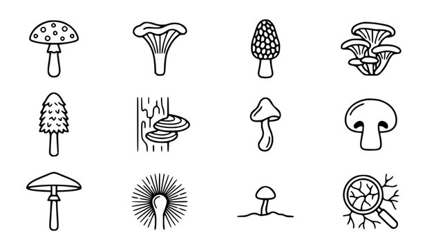 Wild mushrooms and fungi vector icon set with simple bold line art classic amanita spotted cap chanterelle morel cluster and forest organic plant clip art black and white