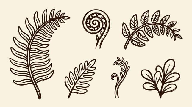 Hand drawn set in vintage outline illustration style of various fern leaves and fiddlehead on beige