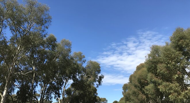 Clear Blue Sky Over Tree Canopy in a Natural Landscape.