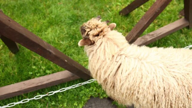 Sheep walks by a wooden post near a fence in a grassy area during a cloudy day