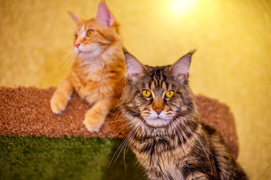 Two Maine Coon Cats Resting on a Cat Tree at Home Indoors