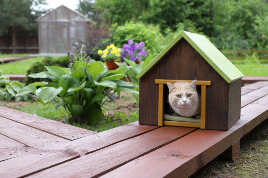 A ginger cat is sitting in a pet house, which standing on a wooden pathway in the summer garden.