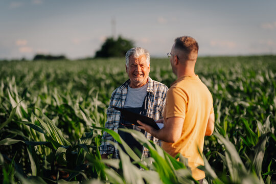 Farmers discussing cornfield growth and agricultural strategy