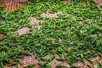 Fototapeta premium Fresh green tea leaves drying on woven bamboo tray